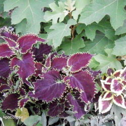 Location: Part Shade garden Pittsford NY
Date: 2011-07-31
Dramatic dark leaves with bright yellow green edge