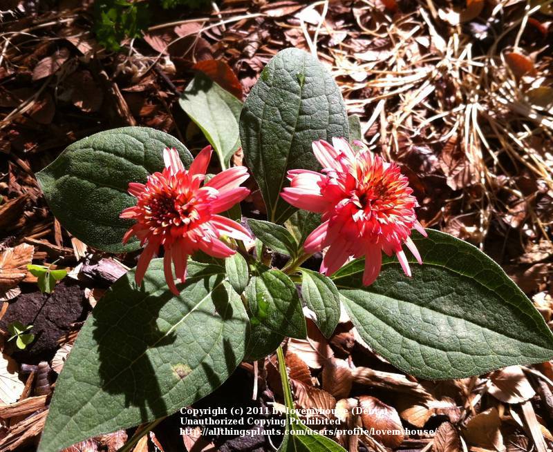 Photo of Coneflower (Echinacea 'Raspberry Truffle') uploaded by lovemyhouse