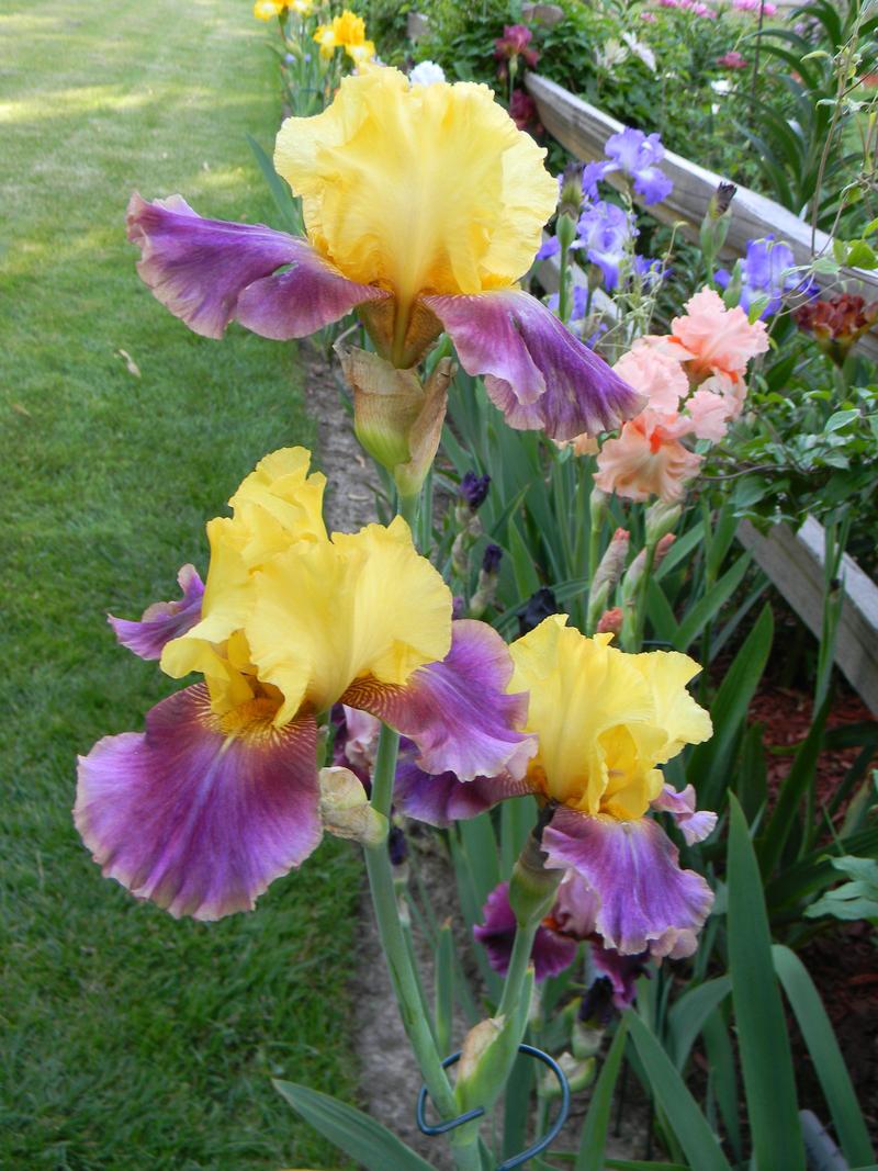 Photo of Tall Bearded Iris (Iris 'Flying Carpet') uploaded by mattsmom