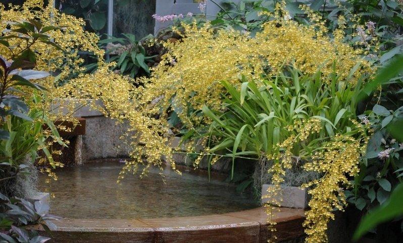 Photo of Golden Shower Orchid (Oncidium sphacelatum) uploaded by pixie62560