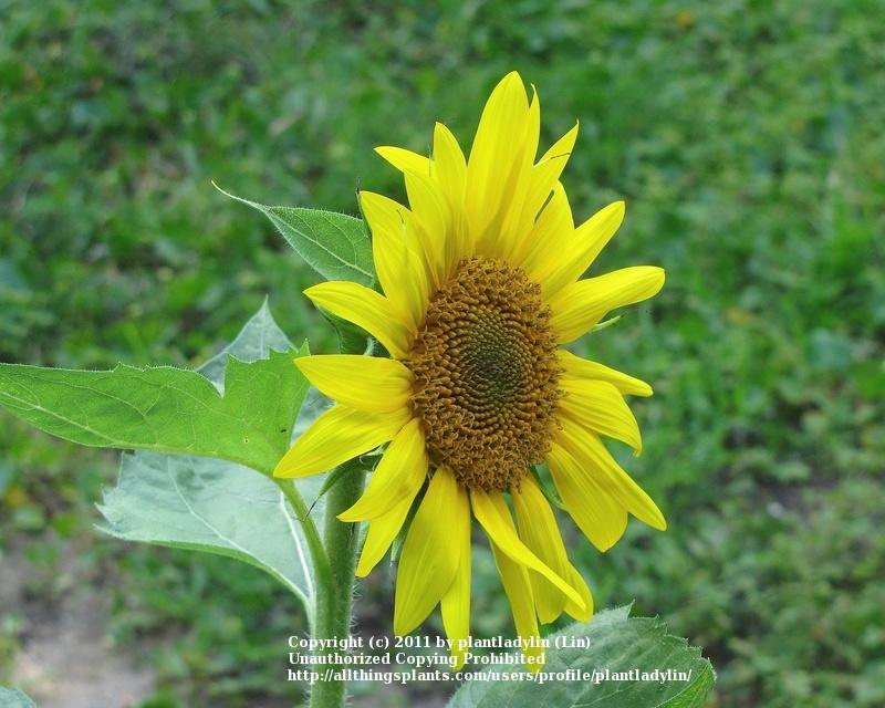 Photo of Sunflowers (Helianthus annuus) uploaded by plantladylin