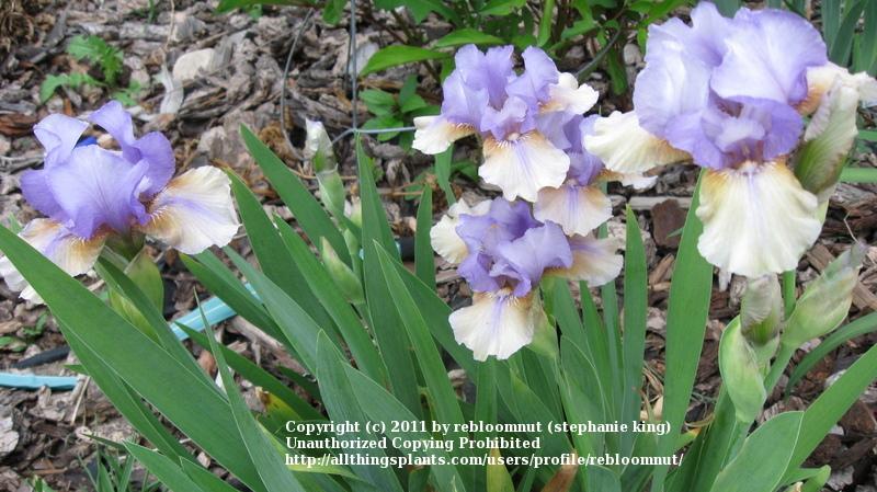 Photo of Intermediate Bearded Iris (Iris 'Fast Forward') uploaded by rebloomnut