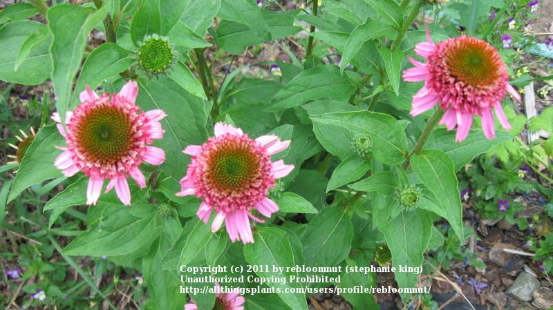 Photo of Coneflower (Echinacea 'Pink Double Delight') uploaded by rebloomnut