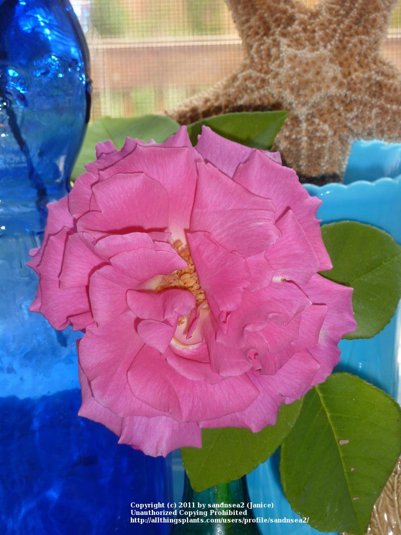 Photo of Rose (Rosa 'Zephirine Drouhin') uploaded by sandnsea2