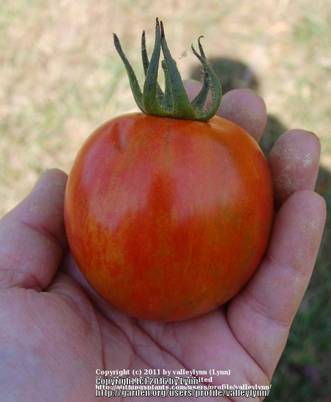Photo of Tomato (Solanum lycopersicum 'Black Zebra') uploaded by valleylynn