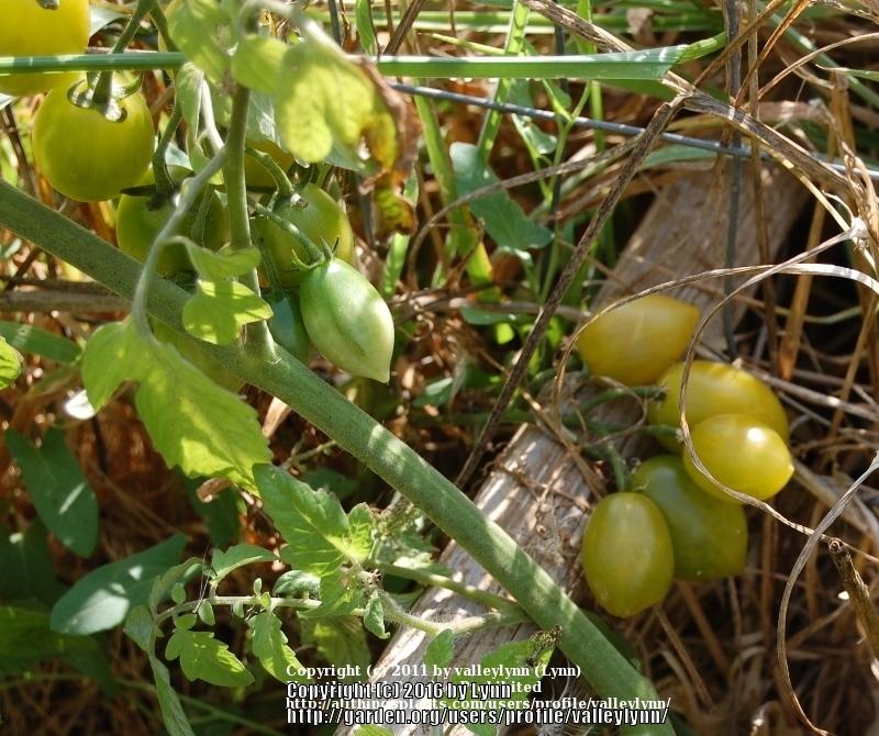 Photo of Tomato (Solanum lycopersicum 'Green Grape') uploaded by valleylynn