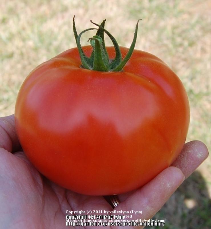 Photo of Tomato (Solanum lycopersicum 'Park's Whopper') uploaded by valleylynn