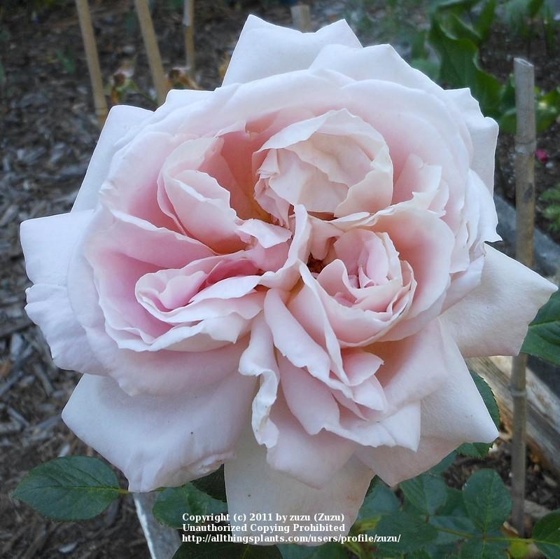 Photo of Rose (Rosa 'Myriam') uploaded by zuzu