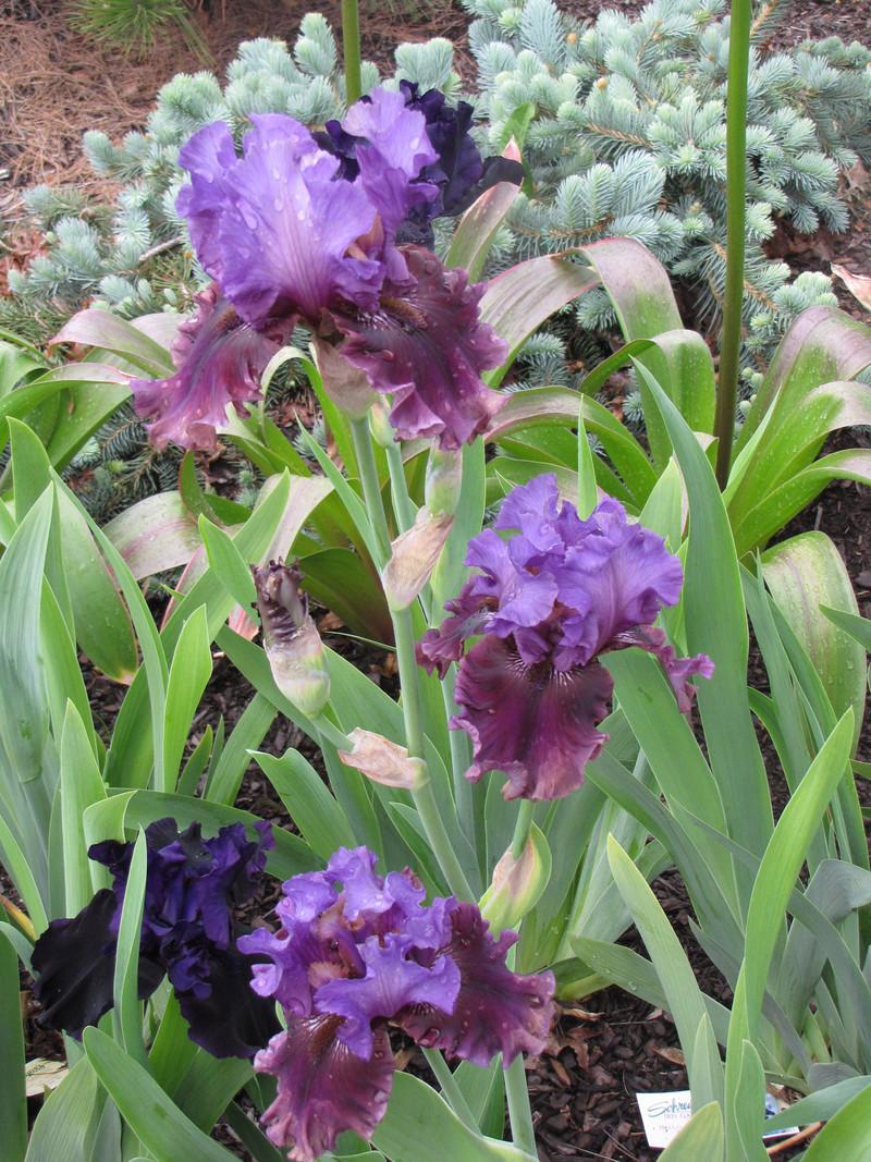 Photo of Tall Bearded Iris (Iris 'Dakota Smoke') uploaded by ARUBA1334