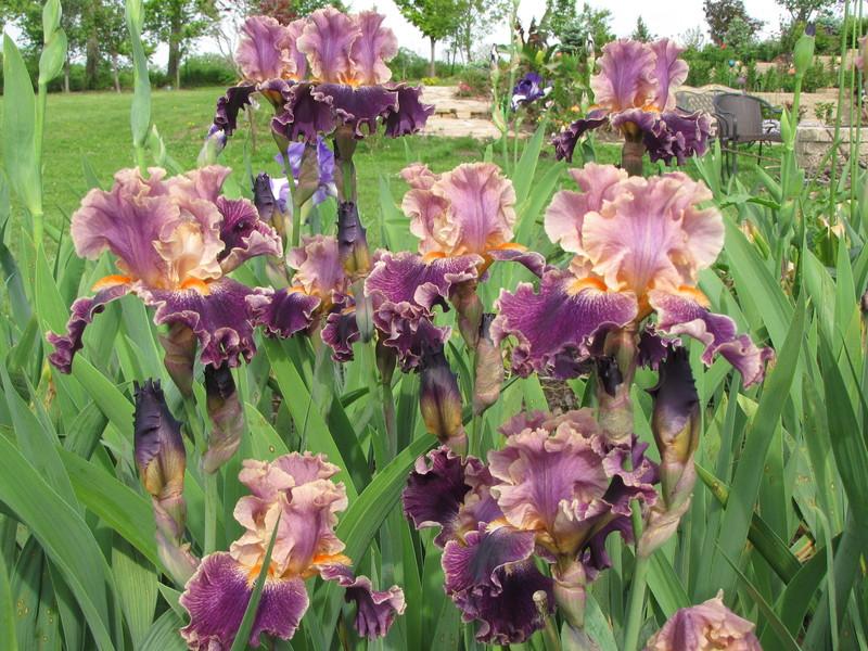 Photo of Tall Bearded Iris (Iris 'Entangled') uploaded by ARUBA1334
