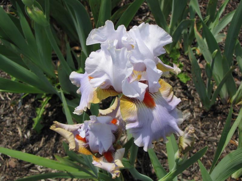 Photo of Tall Bearded Iris (Iris 'Scented Wonder') uploaded by ARUBA1334