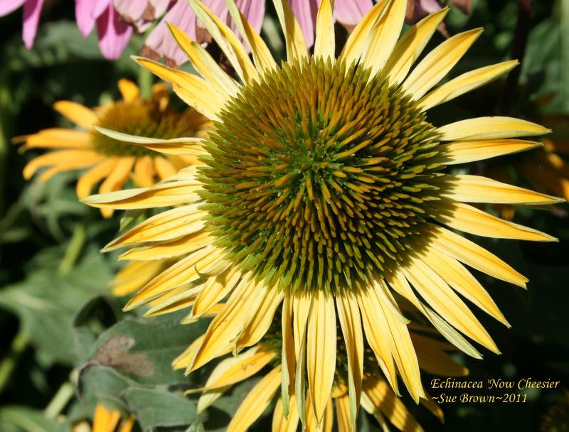 Photo of Coneflower (Echinacea 'Now Cheesier') uploaded by Calif_Sue