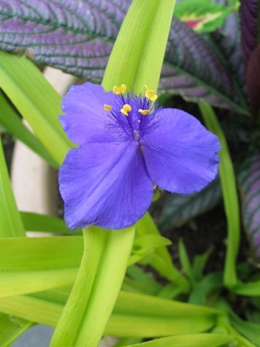 Photo of Spiderwort (Tradescantia 'Sweet Kate') uploaded by Calif_Sue