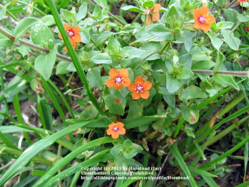 Photo of Scarlet Pimpernel (Lysimachia arvensis) uploaded by Horntoad