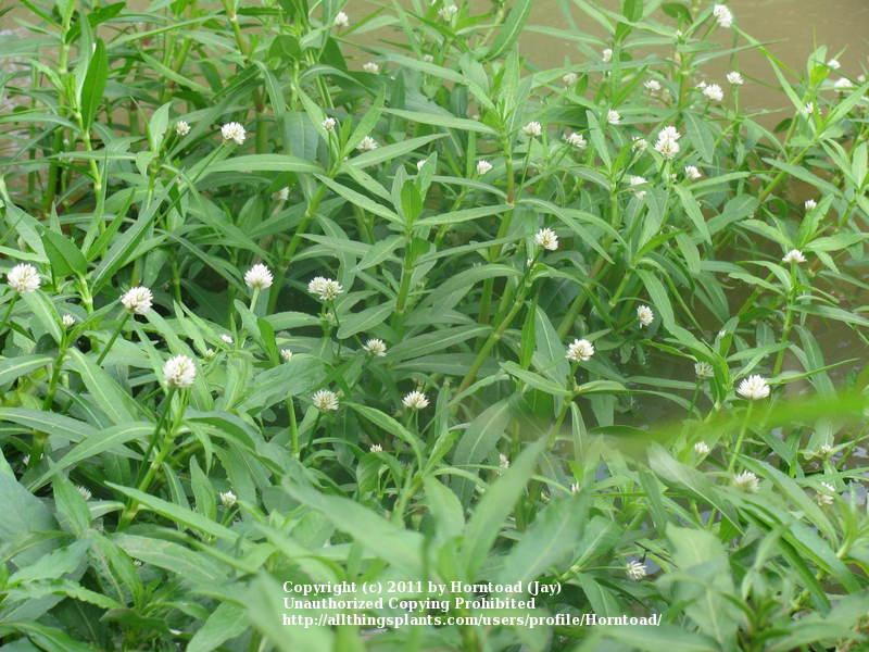 Photo of Alligator Weed (Alternanthera philoxeroides) uploaded by Horntoad