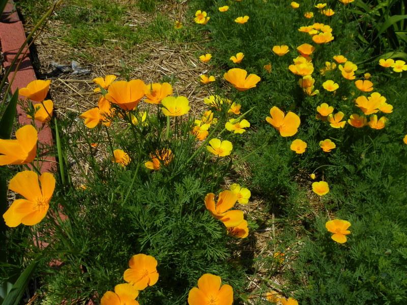 Photo of California Poppy (Eschscholzia californica) uploaded by Newyorkrita