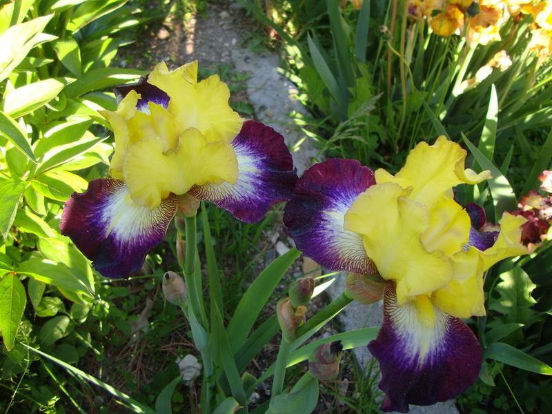 Photo of Border Bearded Iris (Iris 'Go for Bold') uploaded by Paul2032