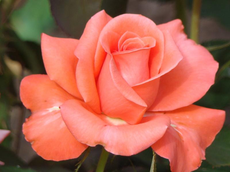 Photo of Rose (Rosa 'Lady Rose') uploaded by Val