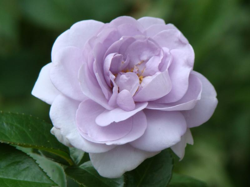 Photo of Rose (Rosa 'Neptune') uploaded by Val