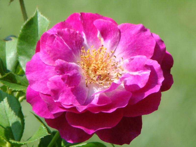 Photo of Rose (Rosa 'Wild Blue Yonder') uploaded by Val