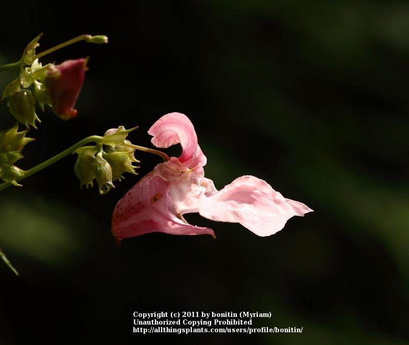 Photo of Himalayan Balsam (Impatiens glandulifera) uploaded by bonitin
