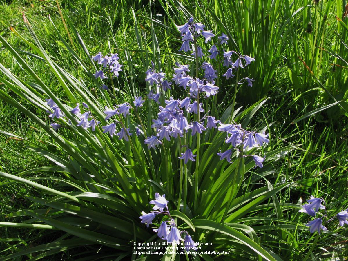 Photo of Spanish Bluebell (Hyacinthoides hispanica) uploaded by bonitin