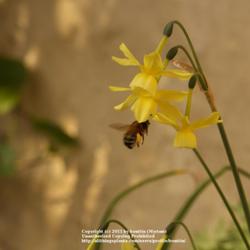 Location: my garden, Gent, Belgium
Date: 2010-04-27
with bee :-)