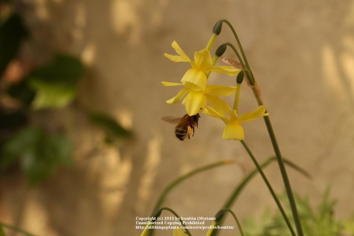 Photo of Triandrus Daffodil (Narcissus 'Hawera') uploaded by bonitin