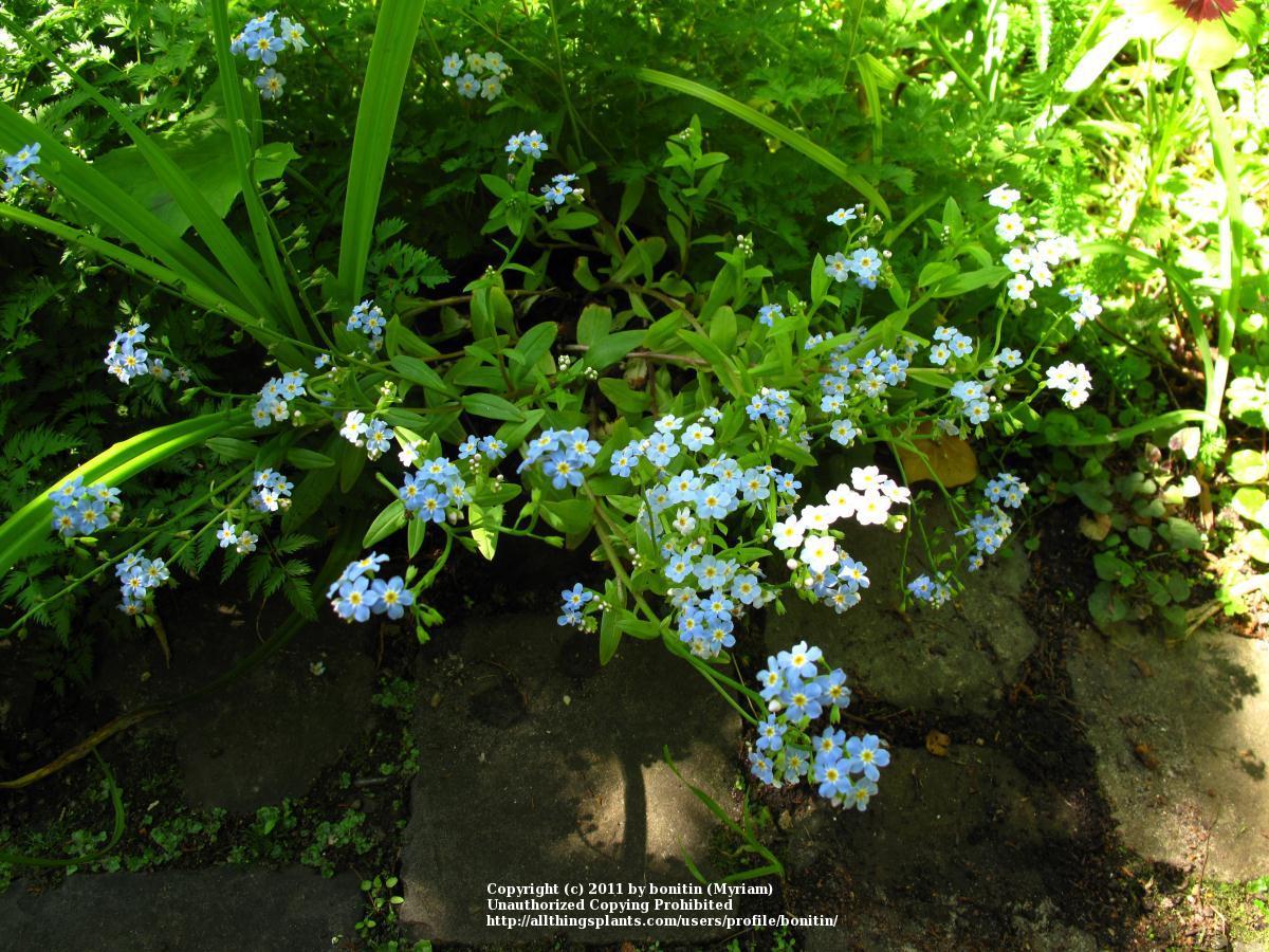 Photo of Water Forget-Me-Not (Myosotis scorpioides) uploaded by bonitin