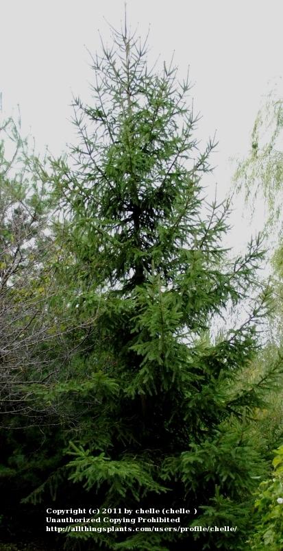 Photo of Norway Spruce (Picea abies) uploaded by chelle