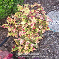 Location: Cincinnati, Oh
Date: July 2010
A favorite coleus, for it's bright color and tight growth form. S