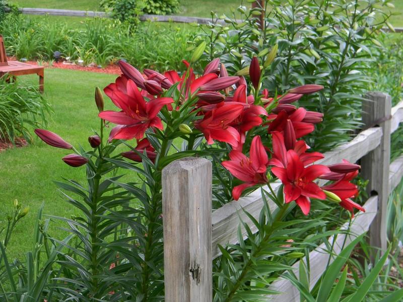 Photo of Lily (Lilium 'Red Alert') uploaded by mattsmom