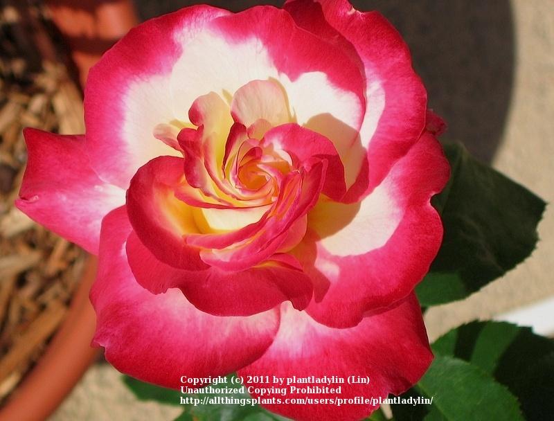 Photo of Hybrid Tea Rose (Rosa 'Double Delight') uploaded by plantladylin