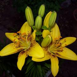 Location: Back yard garden
Date: July 2011
Asiatic Lily