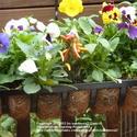 Plant Pansies for Winter Flowers