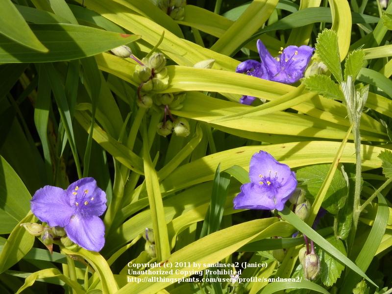 Photo of Spiderwort (Tradescantia 'Sweet Kate') uploaded by sandnsea2