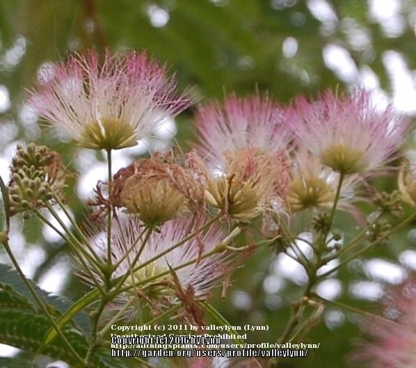 Photo of Mimosa Tree (Albizia julibrissin) uploaded by valleylynn