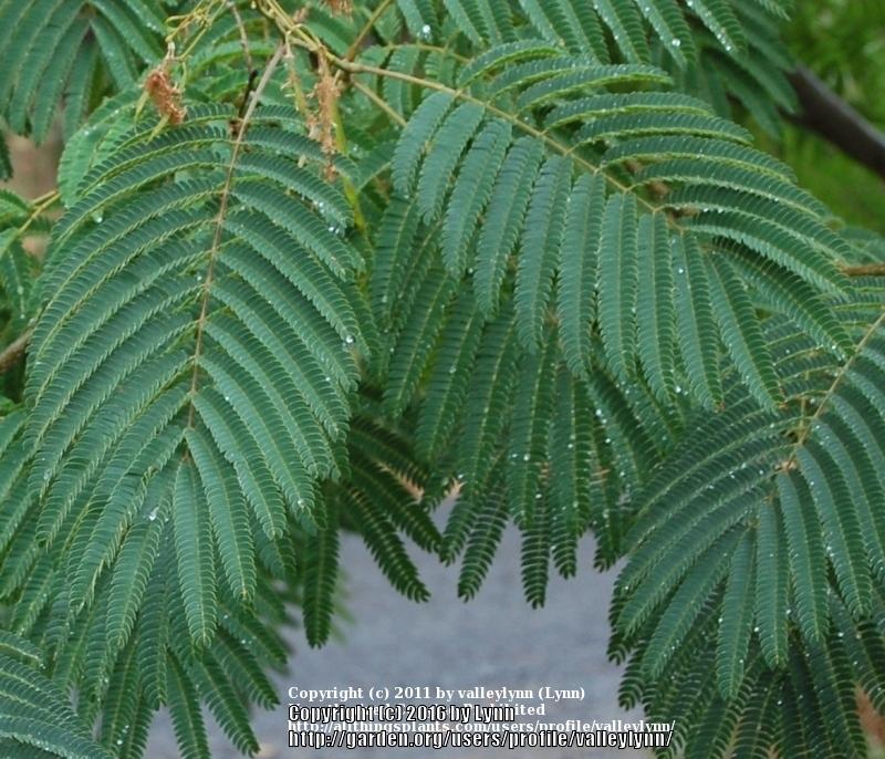 Photo of Mimosa Tree (Albizia julibrissin) uploaded by valleylynn