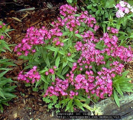 Photo of Sweet William (Dianthus barbatus) uploaded by vic