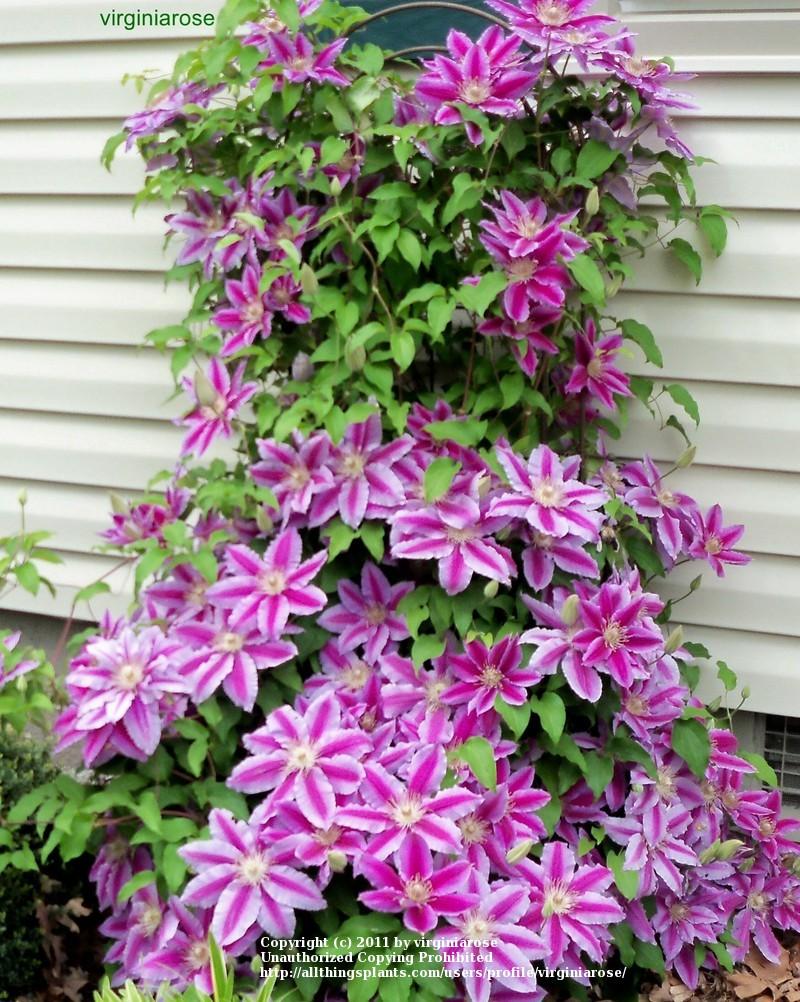 Photo of Clematis 'Dr. Ruppel' uploaded by virginiarose