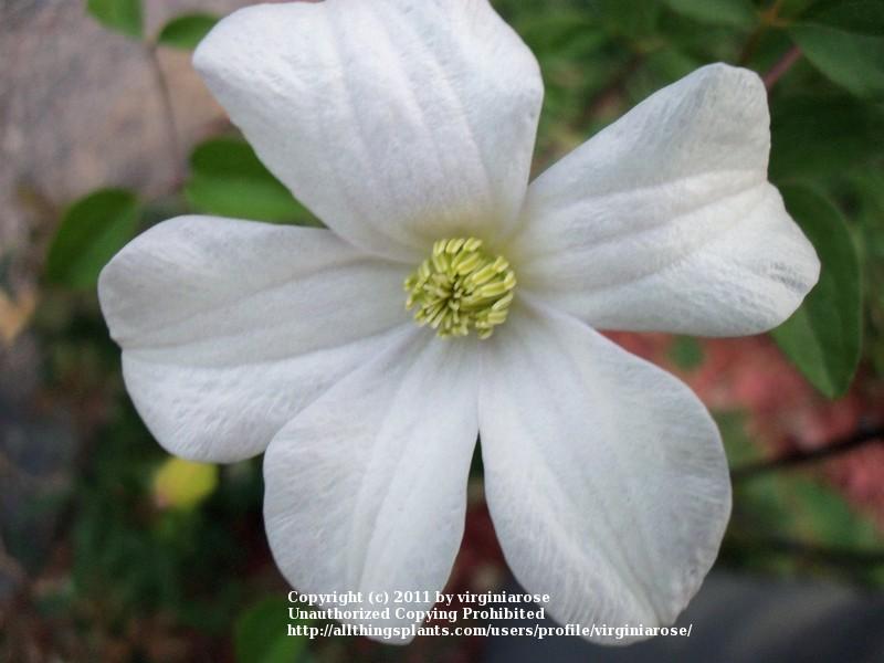 Photo of Clematis (Clematis viticella 'Huldine') uploaded by virginiarose