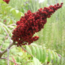 Location: Northeastern Texas
Date: Fall
The bright red berries persist thoughout winter