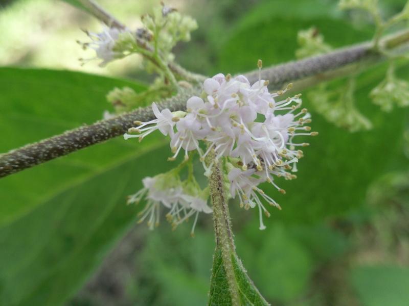 Photo of American Beautyberry (Callicarpa americana) uploaded by wildflowers