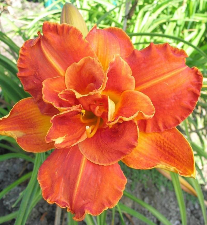 Photo of Daylily (Hemerocallis 'Cluster Muster') uploaded by Calif_Sue