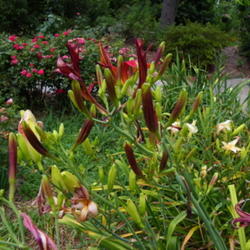 
Long red buds on this daylily.