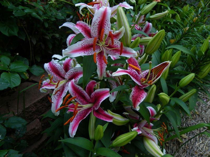 Photo of Oriental Lily (Lilium 'Dizzy') uploaded by Newyorkrita