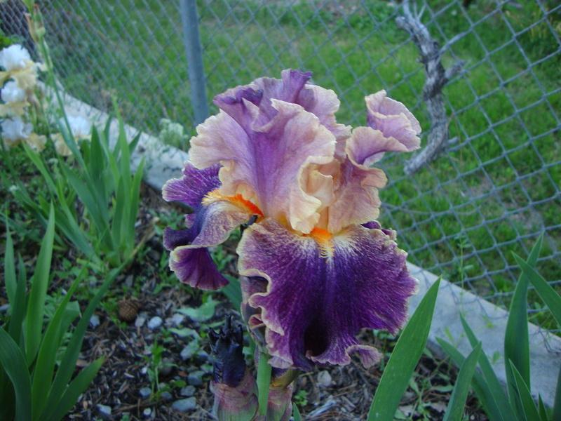 Photo of Tall Bearded Iris (Iris 'Entangled') uploaded by Paul2032