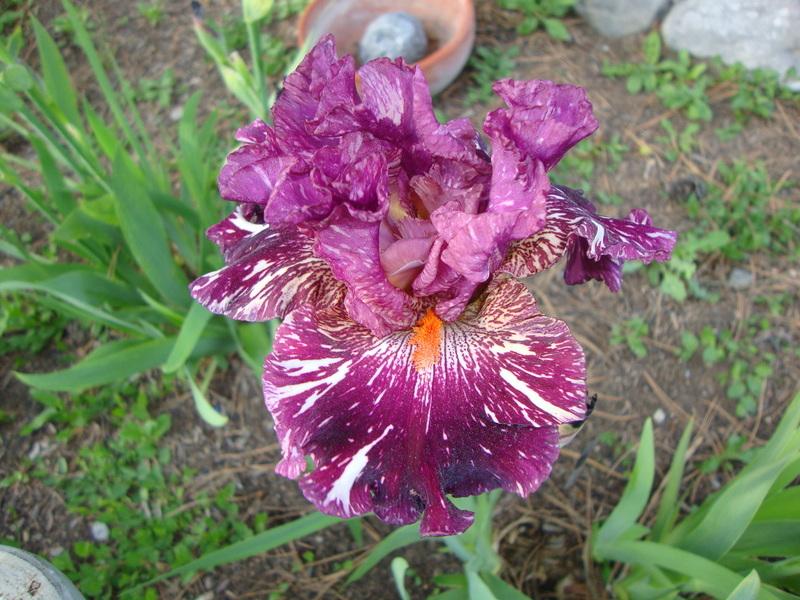 Photo of Tall Bearded Iris (Iris 'Peekaboo Zebu') uploaded by Paul2032