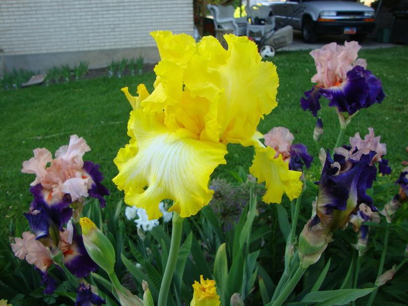Photo of Tall Bearded Iris (Iris 'That's All Folks') uploaded by Paul2032