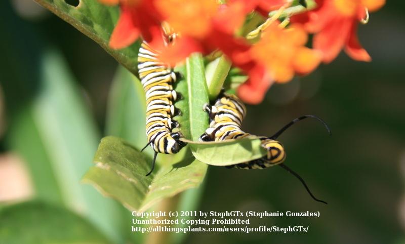 Photo of Tropical Milkweed (Asclepias curassavica) uploaded by StephGTx
